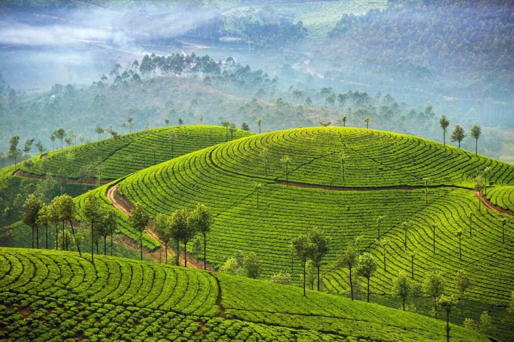 India_Kerala_Munnar_thee_berg_SS_c4ompi