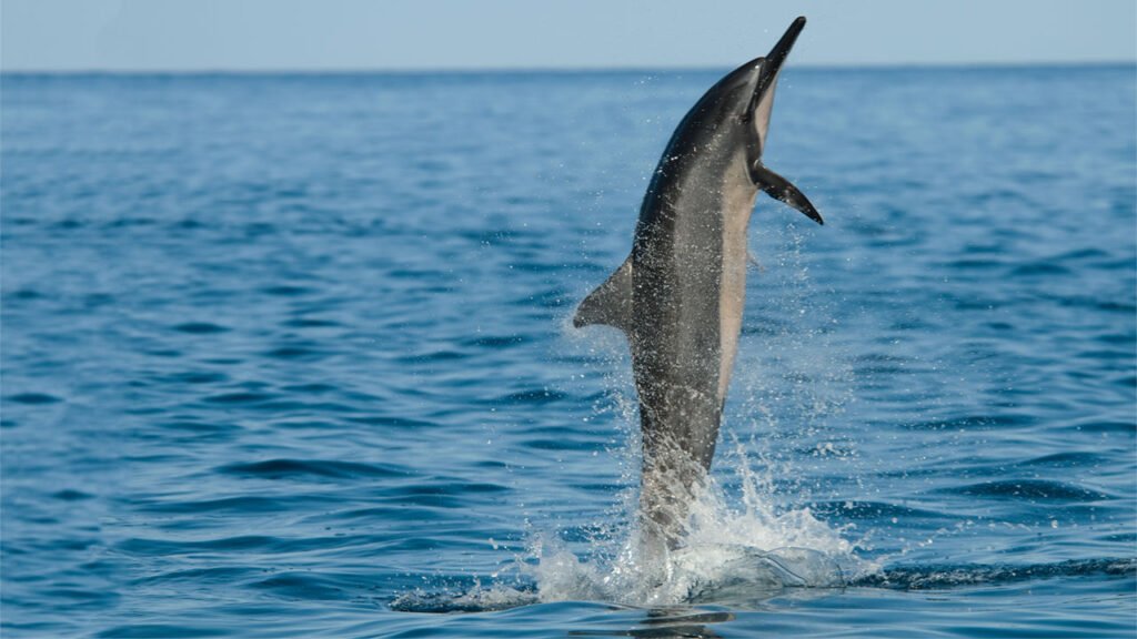 maafushi-dolphin-watching