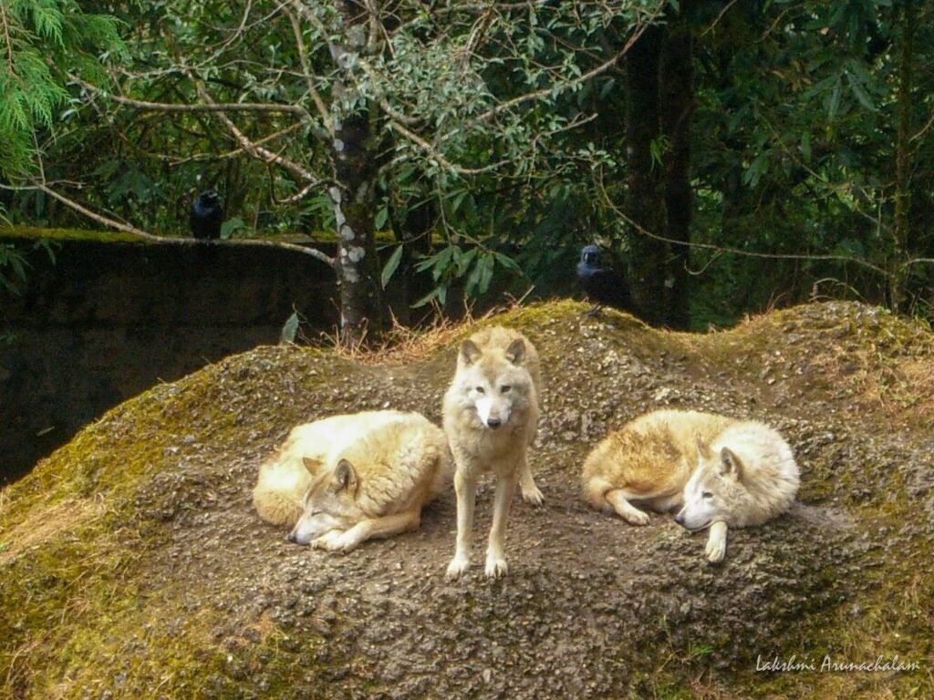 Darjeeling Padmaja Naidu Himalayan Zoological Park